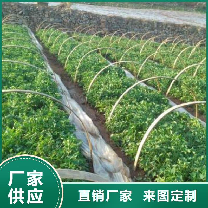 【紫薯苗羽衣甘蓝粉优质原料】工厂认证