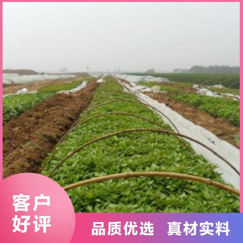 【紫薯苗】羽衣甘蓝粉根据要求定制【当地】品牌