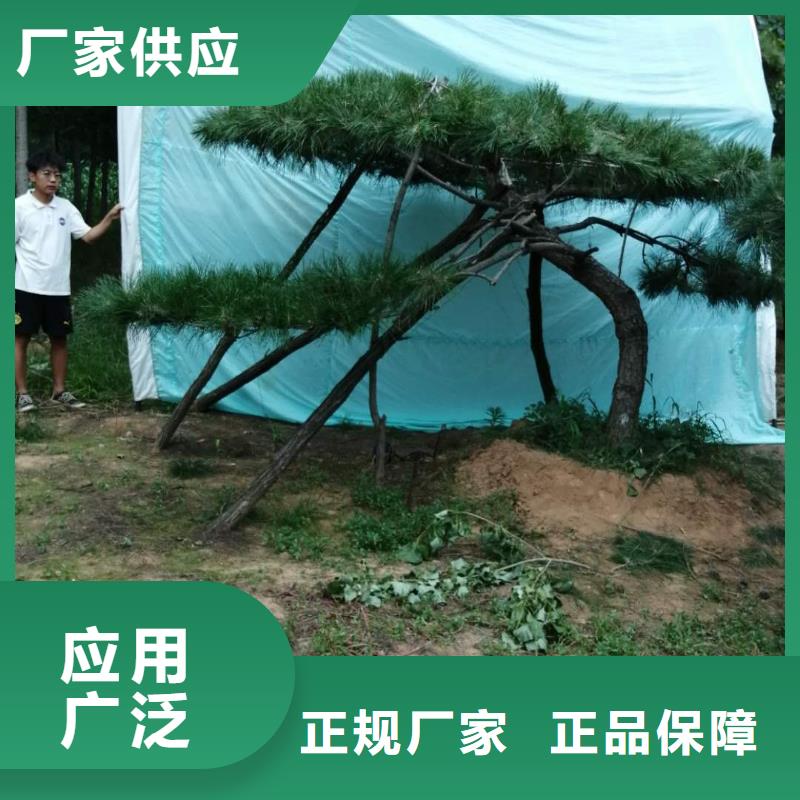 【造型松】大型古松精工打造推荐商家