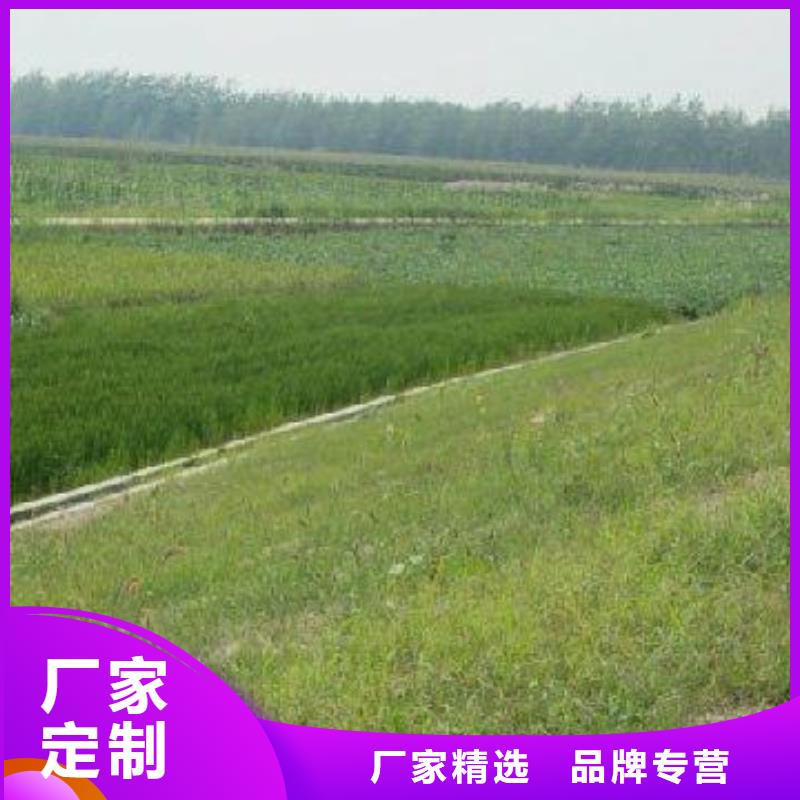 三维植被网双向塑料土工格栅好货直销【本地】厂家