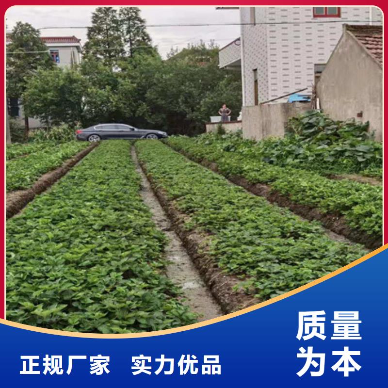 草莓苗_【薄壳板栗苗】从源头保证品质【本地】公司