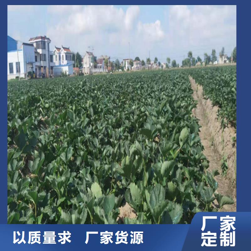 【草莓苗板栗苗随心所欲定制】<当地>货源