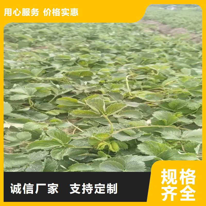 草莓苗【红颜草莓苗】用心做好细节实力工厂