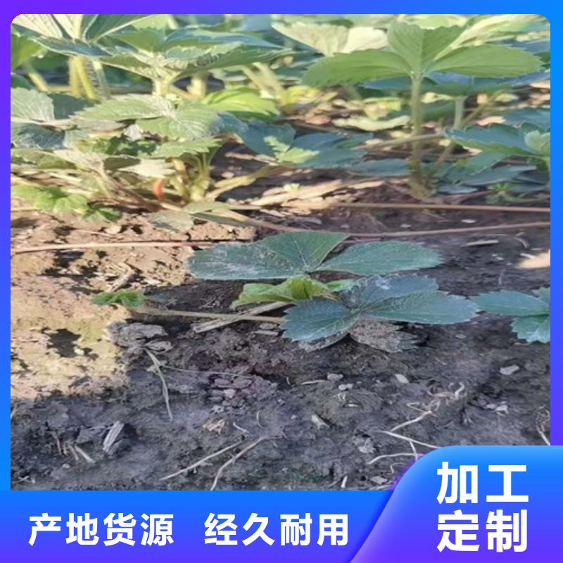 草莓苗山楂苗价格实在<当地>经销商