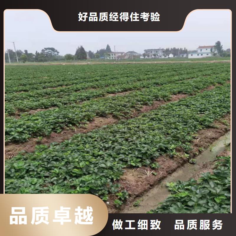 【草莓苗_大棚草莓苗好厂家有担当】厂家新品