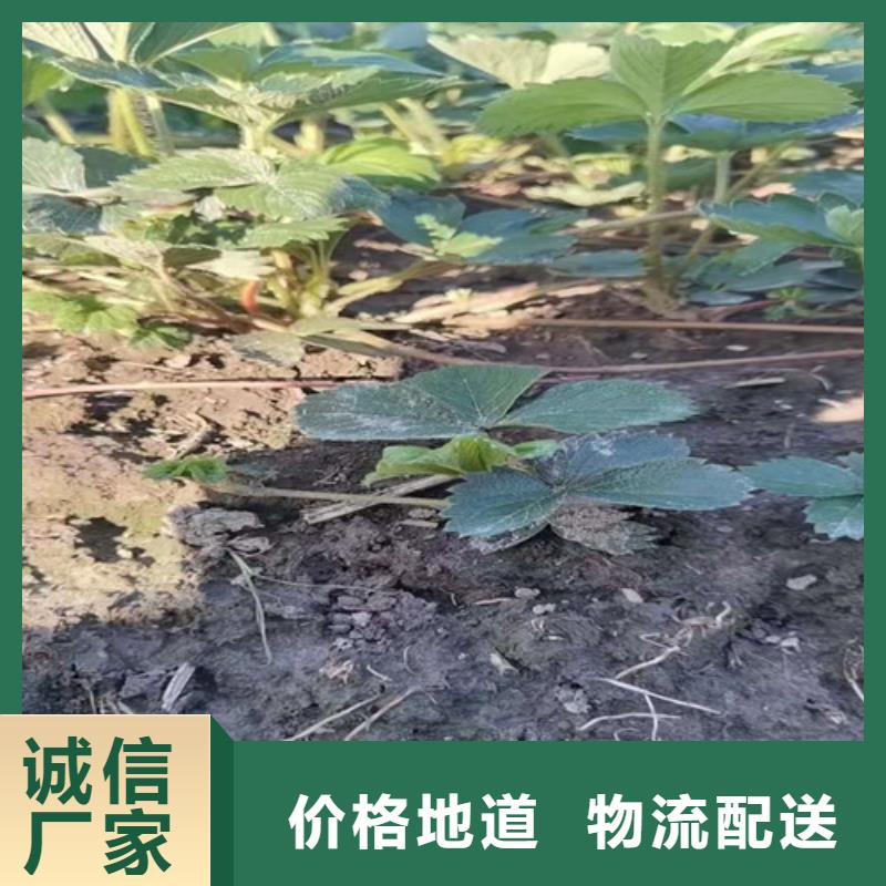 【草莓苗】红耔山楂苗一站式供应厂家[本地]货源