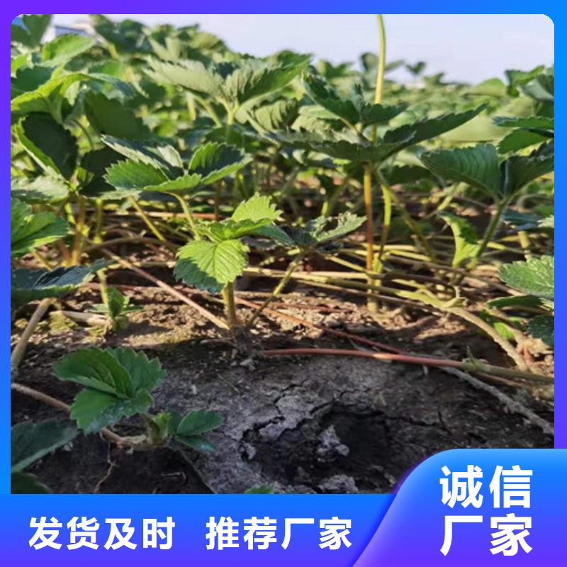 草莓苗【花椒苗】快速生产丰富的行业经验