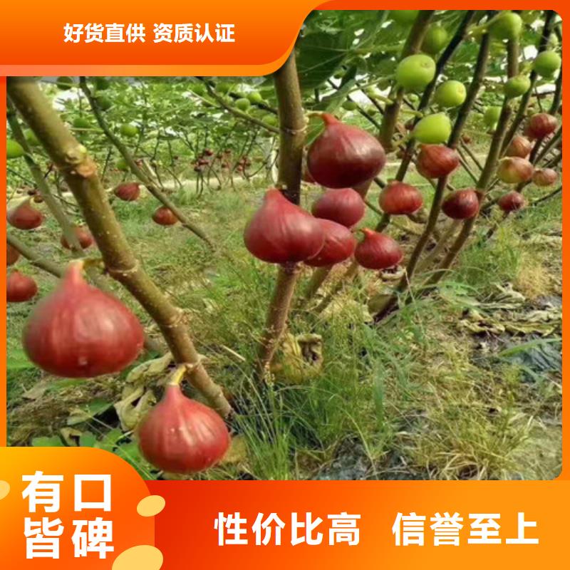 【无花果樱桃树苗供您所需】实拍品质保障