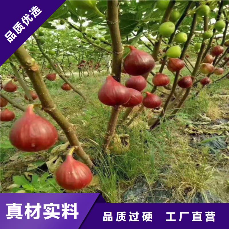 无花果嘎啦苹果苗厂家精选用心做品质