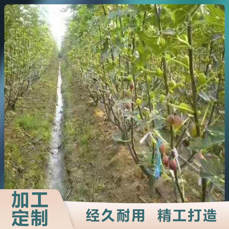 无花果,山楂树苗免费回电实体诚信厂家