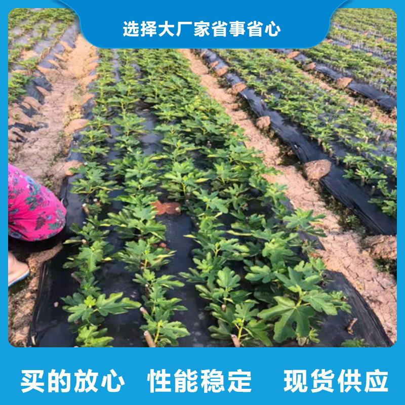 无花果桃树苗工厂价格匠心制造