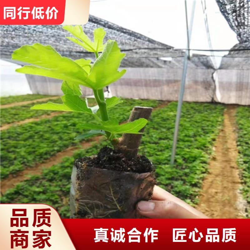 无花果,甜茶苗批发货源质检合格出厂