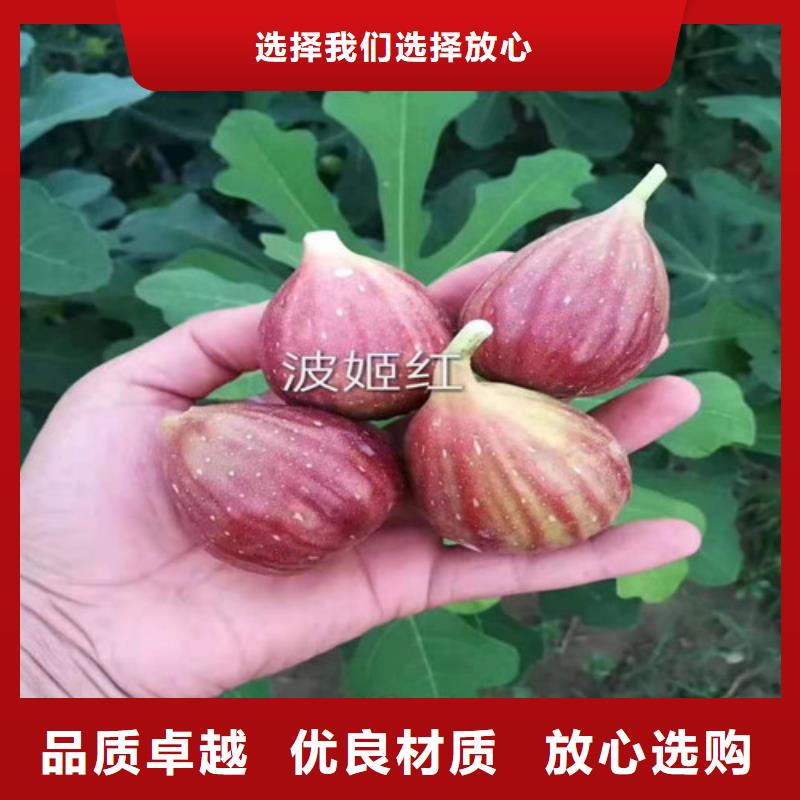 ​无花果花椒苗性价比高出货快