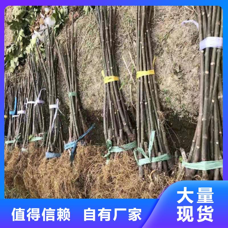 无花果大棚草莓苗品质卓越<本地>生产厂家