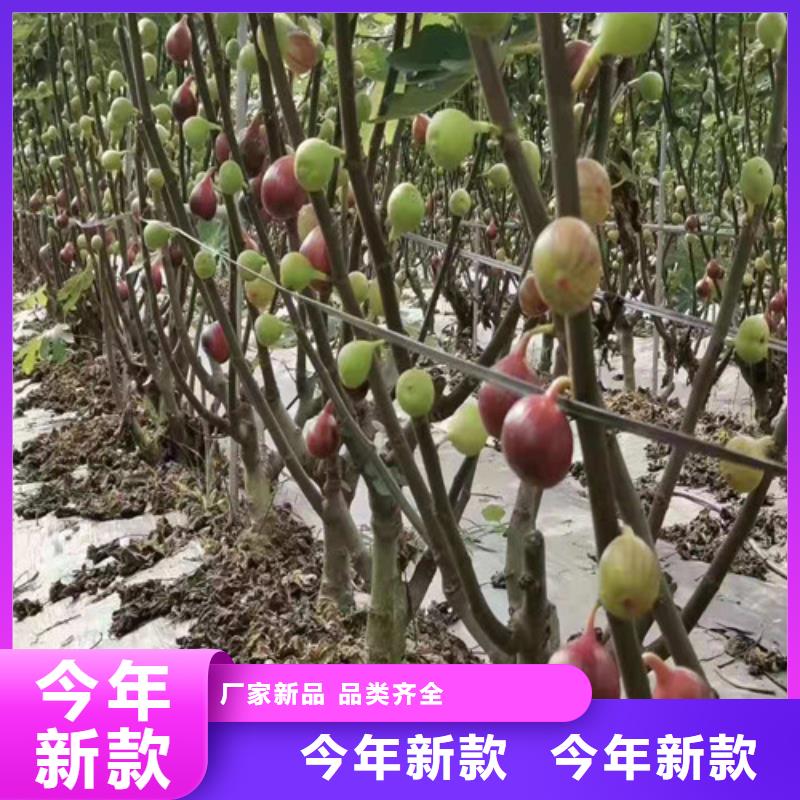 无花果苹果苗定制定做精选优质材料