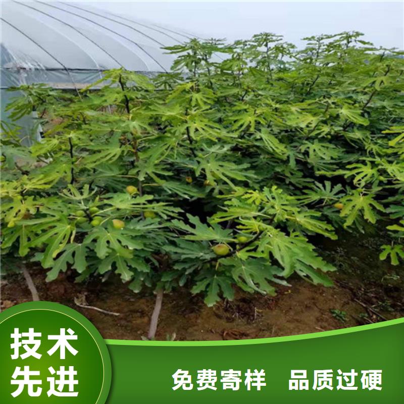 无花果苹果苗厂家直接面向客户{当地}供应商