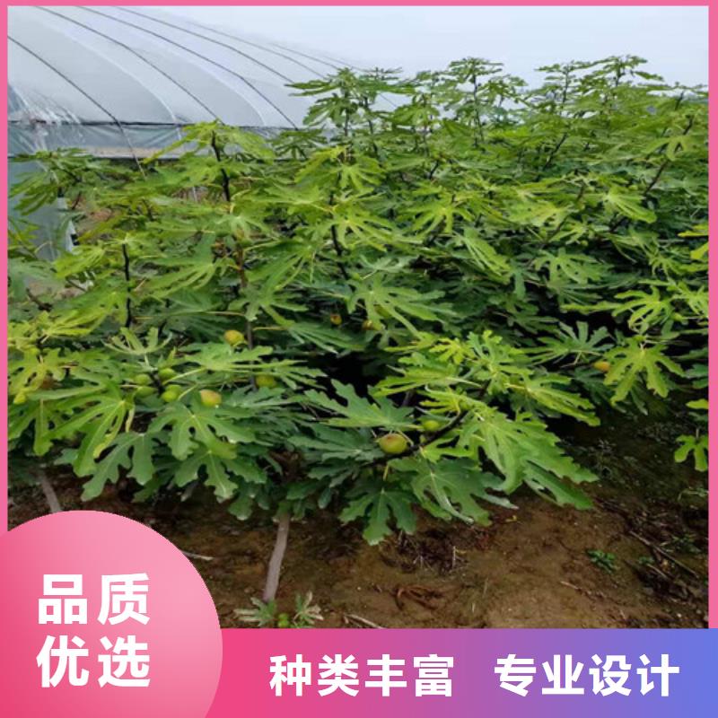 无花果核桃苗一站式采购商家质量安心