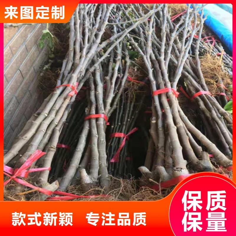 无花果奥红一号精工打造多家仓库发货