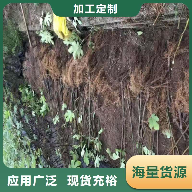 无花果樱桃树苗做工精细{当地}生产厂家