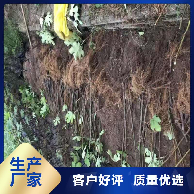 无花果山楂苗现货批发实拍展现