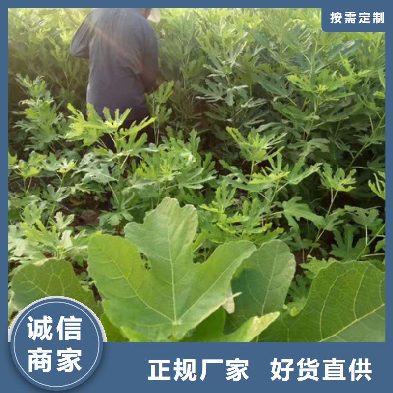 无花果猕猴桃苗设计制造销售服务一体工厂批发