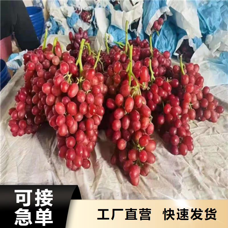 葡萄蓝莓苗精心推荐价格合理