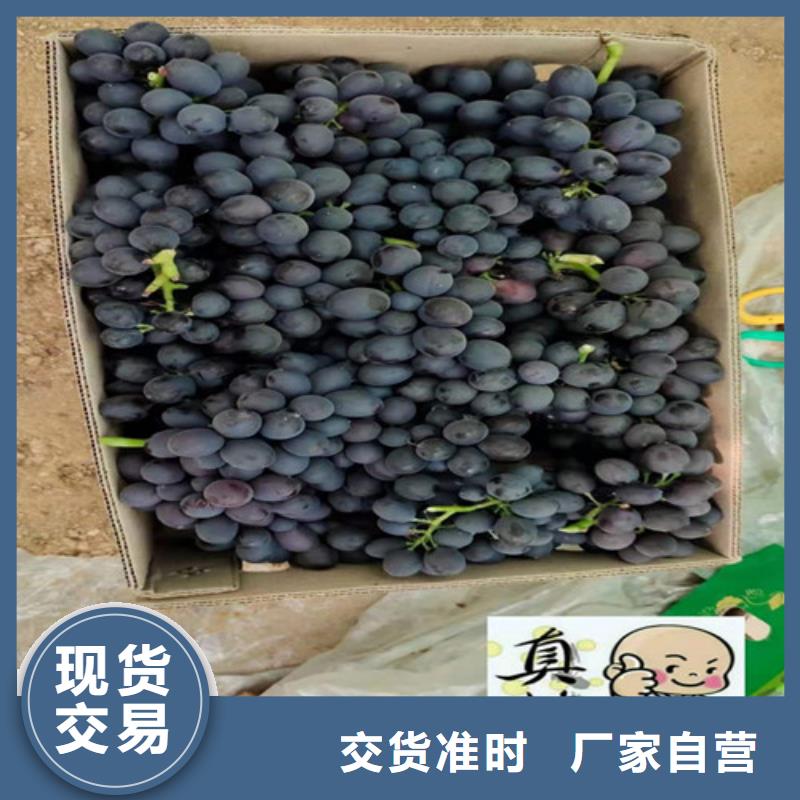 【葡萄-大棚草莓苗货到付款】同城品牌