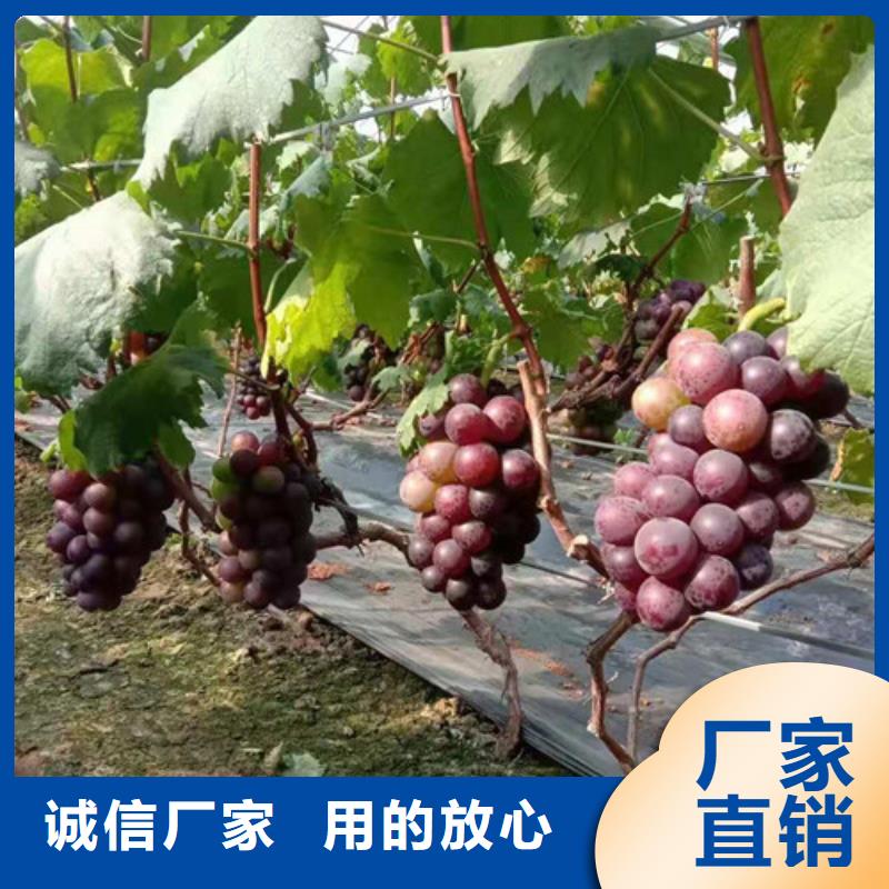 葡萄【金银花苗】常年供应核心技术