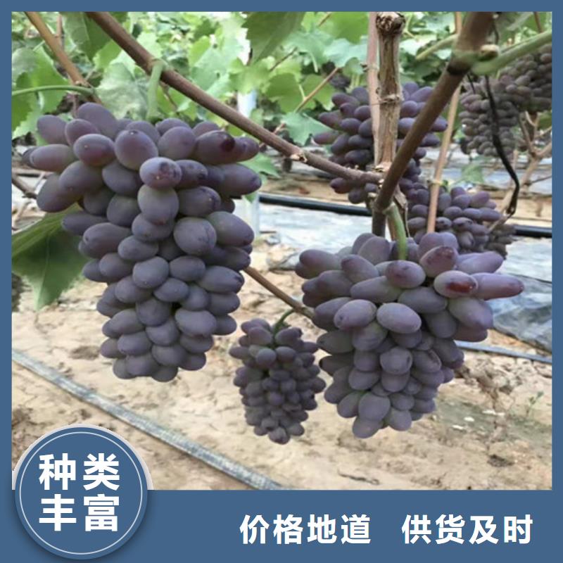 葡萄葡萄苗用心做好每一件产品[本地]制造商