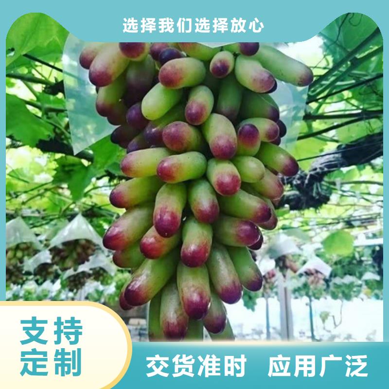 【葡萄,香椿苗高质量高信誉】大厂家实力看得见