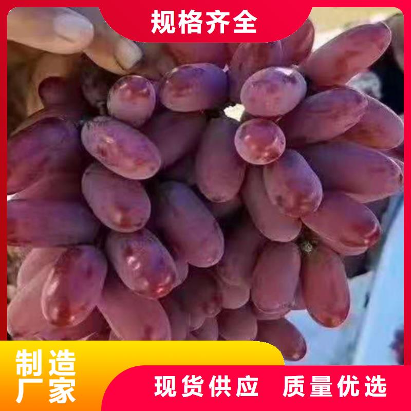 葡萄无花果苗厂家直销大量现货{本地}货源