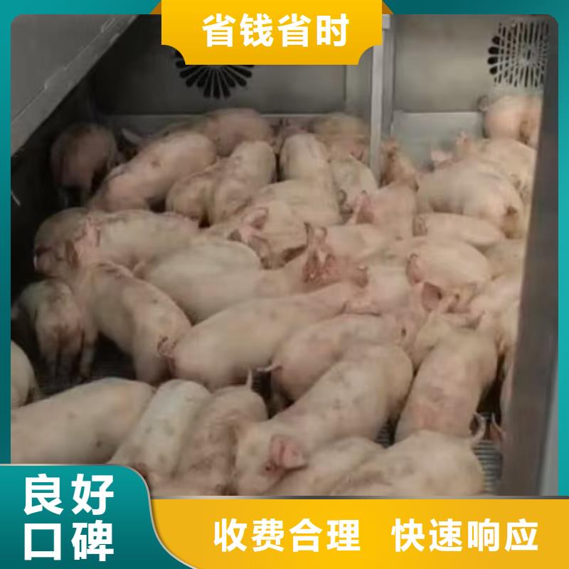 浙江到蚌埠种猪运输