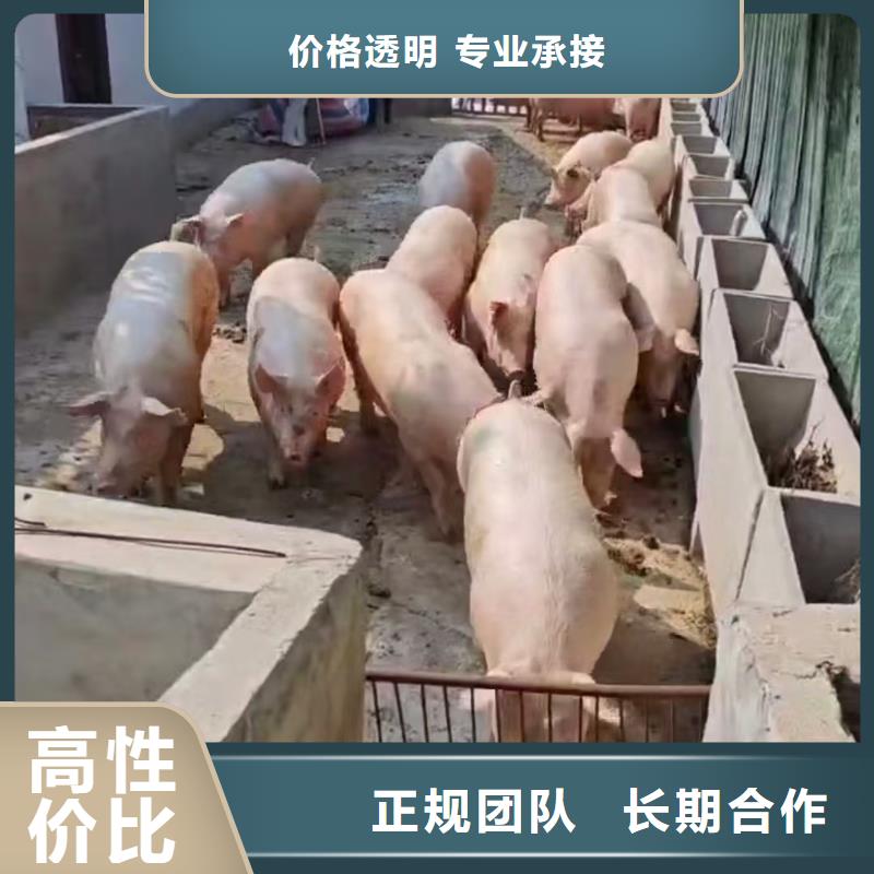 泗洪到蚌埠农牧运输