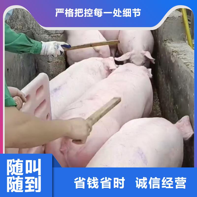 宿迁沭阳到信阳活禽运输-专用车注重质量