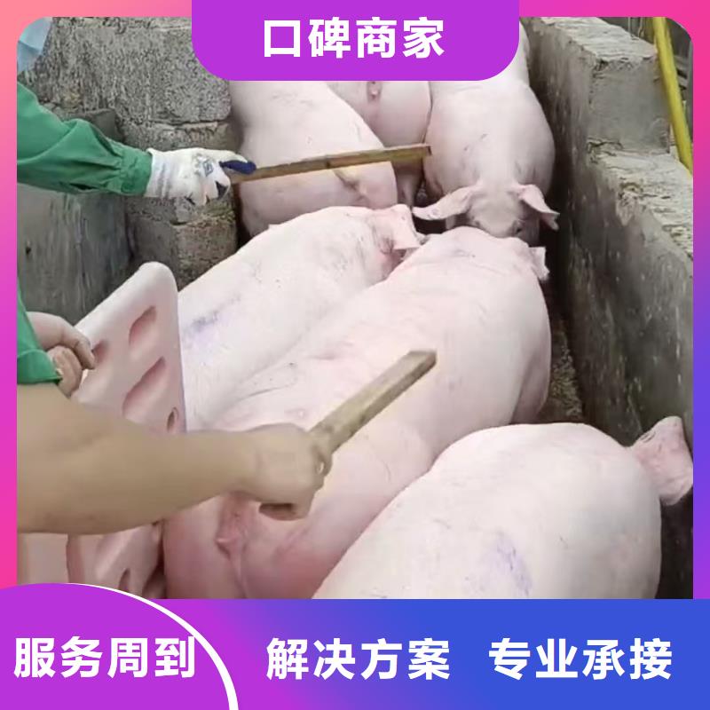 南通到辽宁活禽运输-专用车绿色通道
