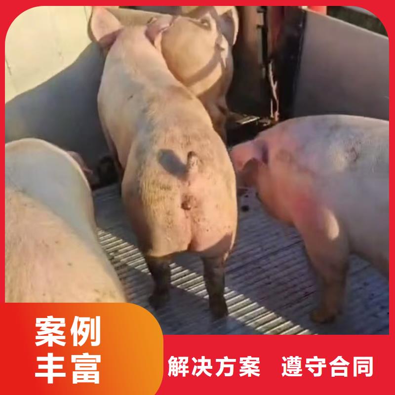 南京到淄博畜禽物流-空调车技术可靠