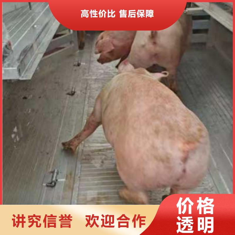 宣城到苏州农牧运输24小时为您服务生猪运输