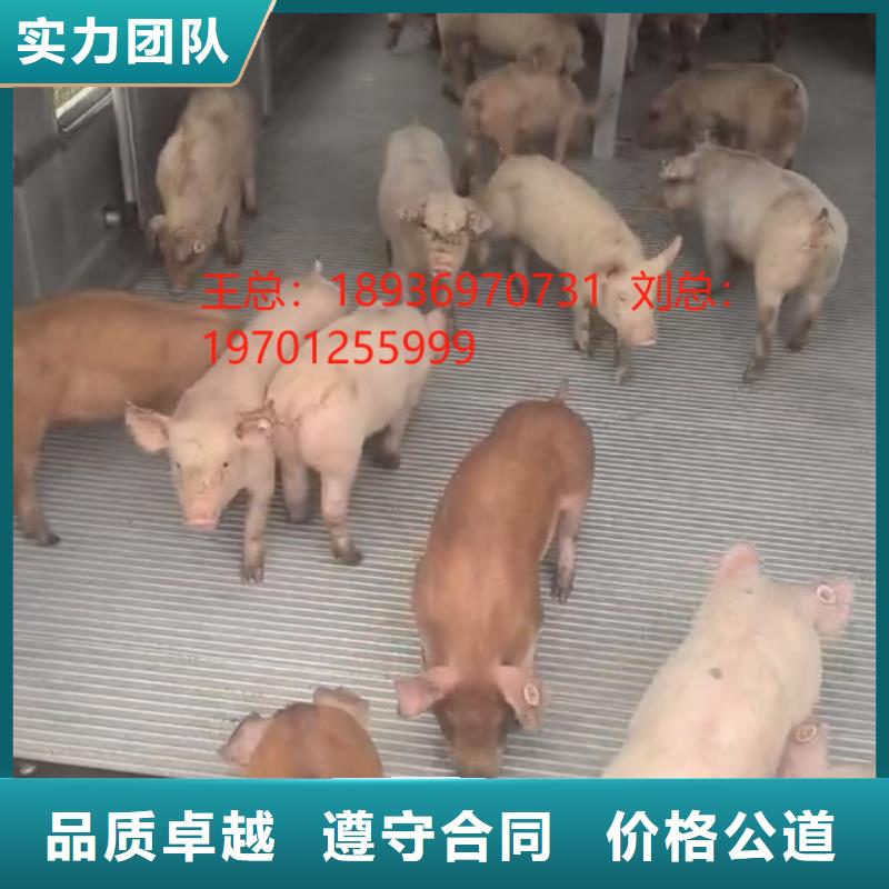 无锡到淄博猪笼车运输-空调车欢迎合作