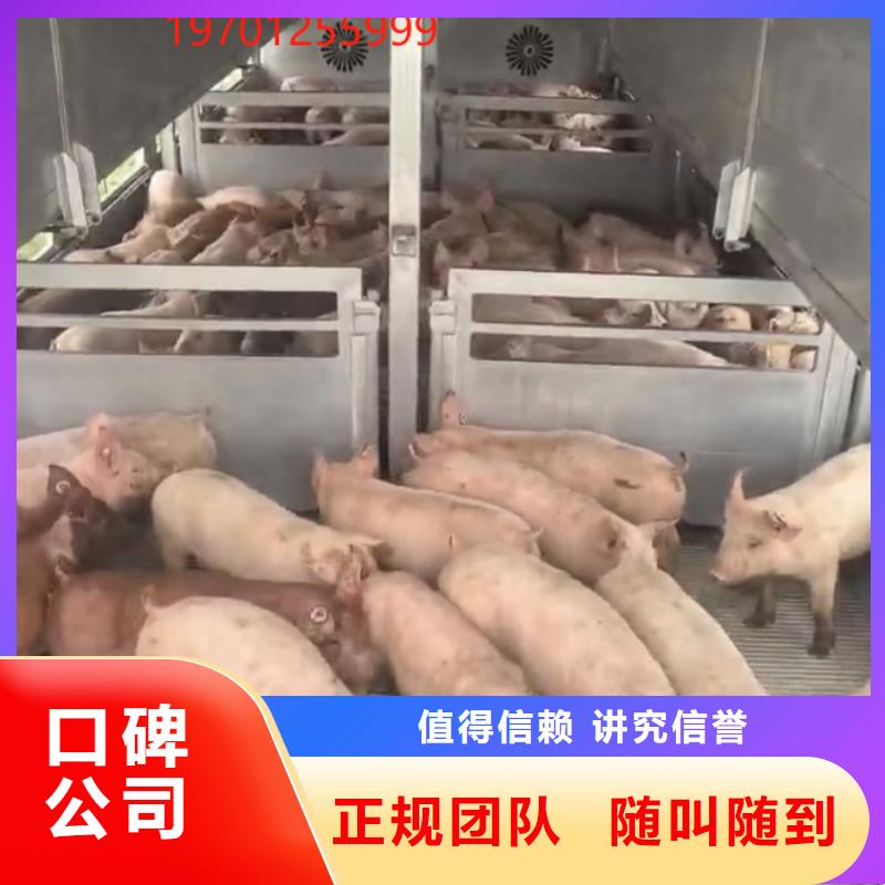 宿迁到湖州种猪运输