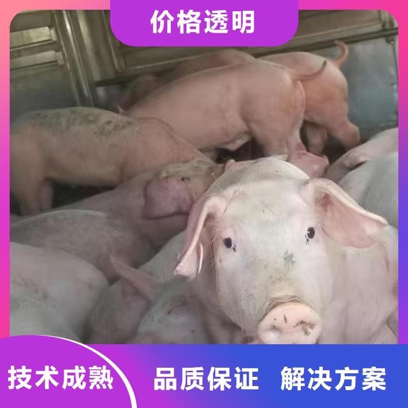 无锡到泰安畜禽运输-空调车质量保证