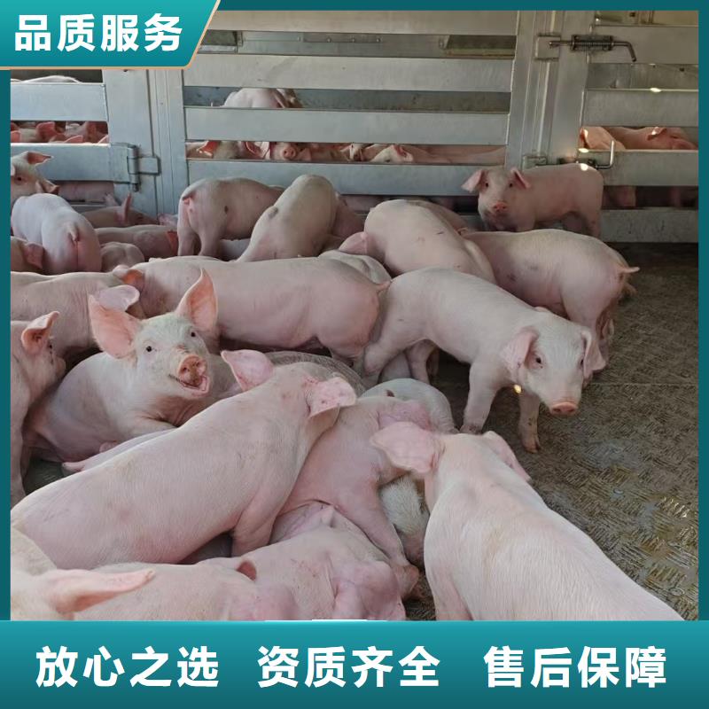 淮安到齐齐哈尔猪牛羊运输-恒温车品质卓越