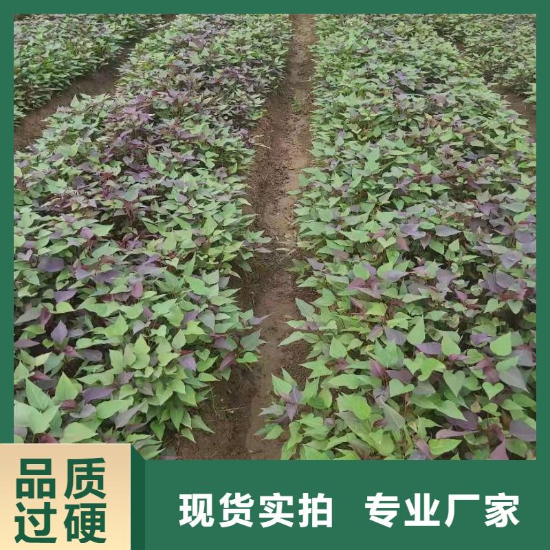 紫薯苗羽衣甘蓝粉现货当地公司