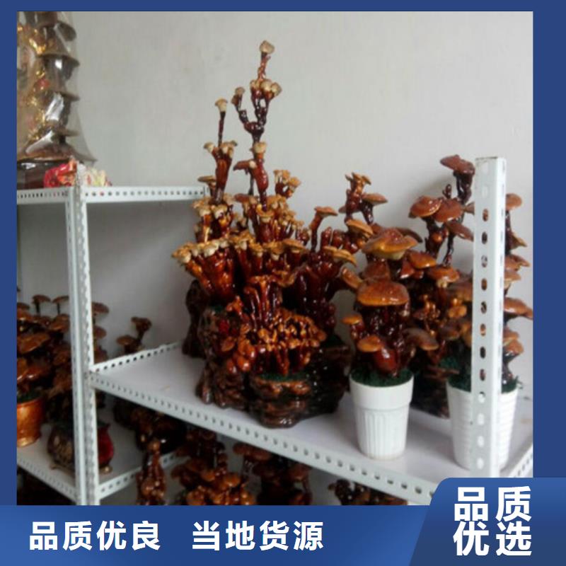 灵芝孢子粉_灵芝切片用心做好每一件产品来图定制量大从优