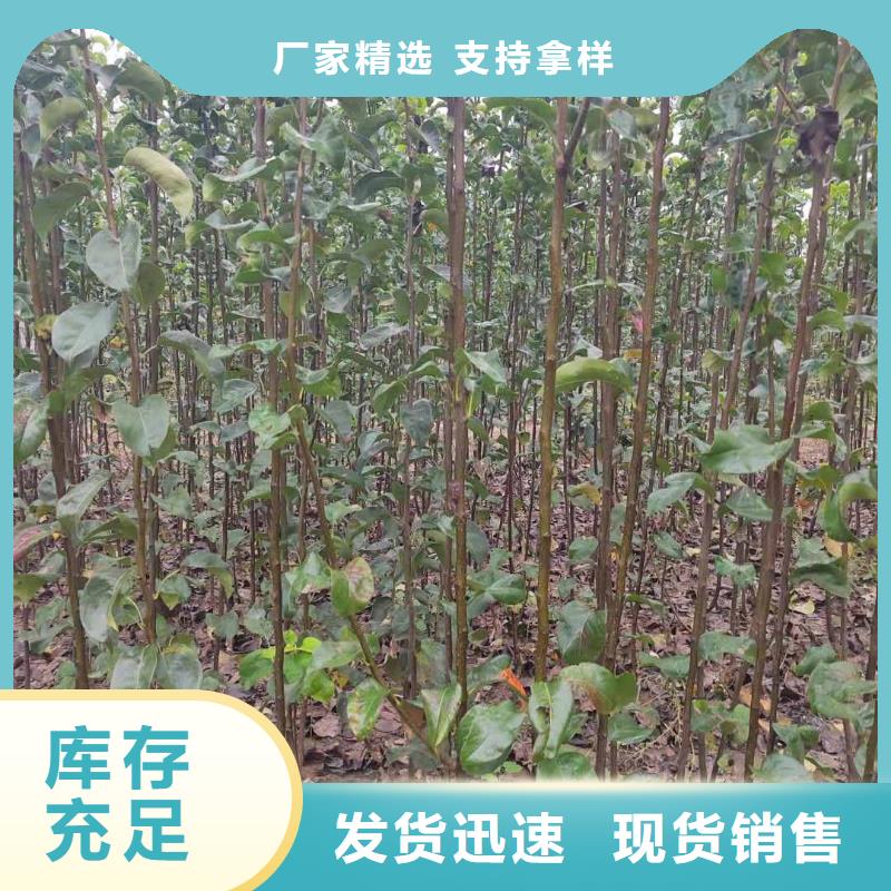 【梨奥红全红梨树苗细节决定成败】价格实惠工厂直供