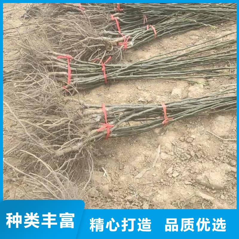 梨梨树苗基地海量库存源厂直接供货