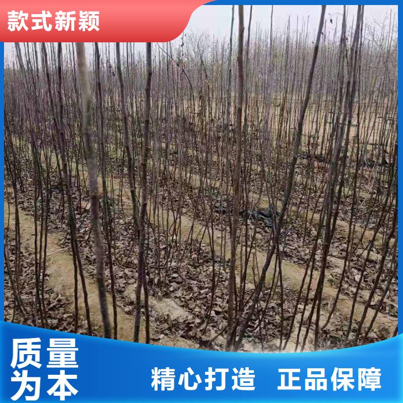 梨奥红全红梨树苗质检严格当地制造商