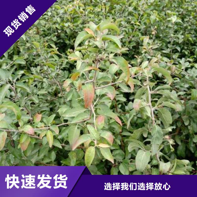 【杜梨奥红全红梨树苗客户好评】实体厂家大量现货