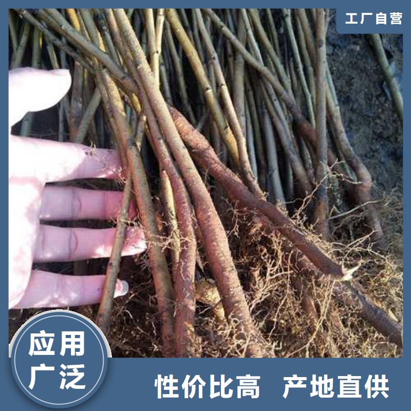 杜梨_【奥红全红梨树苗】种类丰富{本地}生产厂家