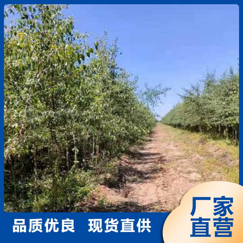 杜梨新梨7号梨树苗检验发货定制零售批发