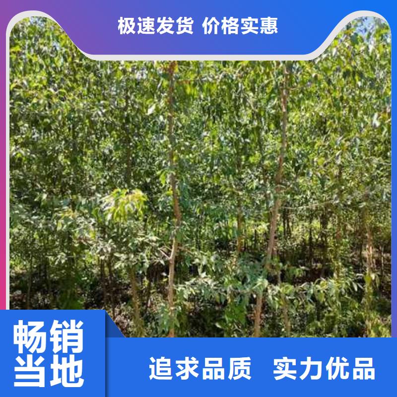 杜梨【山桃苗】细节之处更加用心附近公司